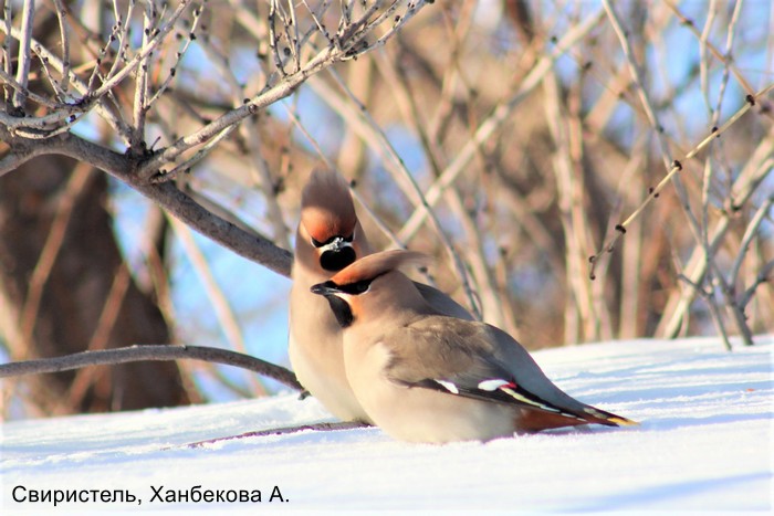 Фотоконкурс «Большой год — 2026»