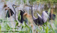 Серая цапля, Шохин А.