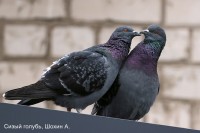 Сизый голубь, Шохин А (1)