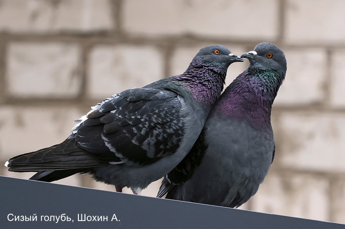 Фотоконкурс «Большой год — 2026»