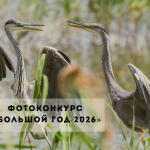 Стартовал фотоконкурс «Большой год — 2026»