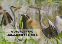 чомга почти не выходит на сушу ноги у неё смещены далеко назад, поэтому вся жизнь птицы проходит на воде (1)